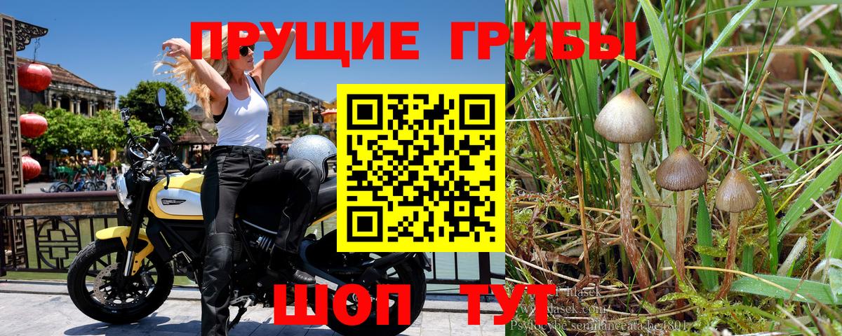 Галлюциногенные грибы Cubensis Лабинск